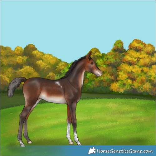 Horse Color:Bay Tobiano Appaloosa Rabicano 