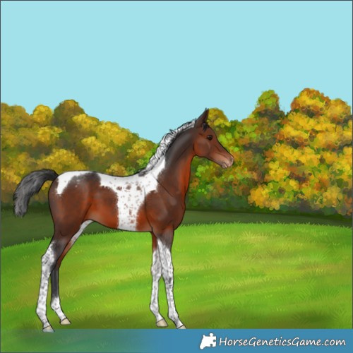 Horse Color:Brown Tobiano Varnish 