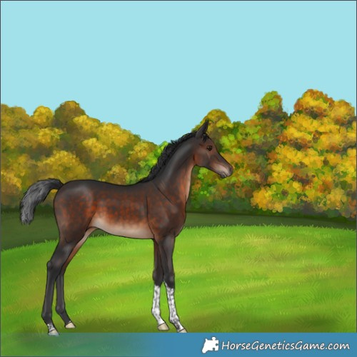 Horse Color:Brown Tobiano Rabicano 