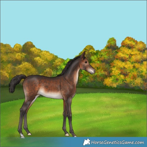 Horse Color:Brown Rabicano 