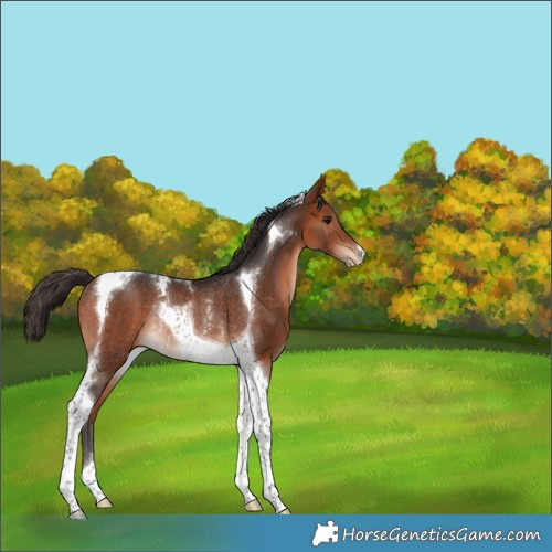 Horse Color:Bay Tobiano Appaloosa Rabicano 