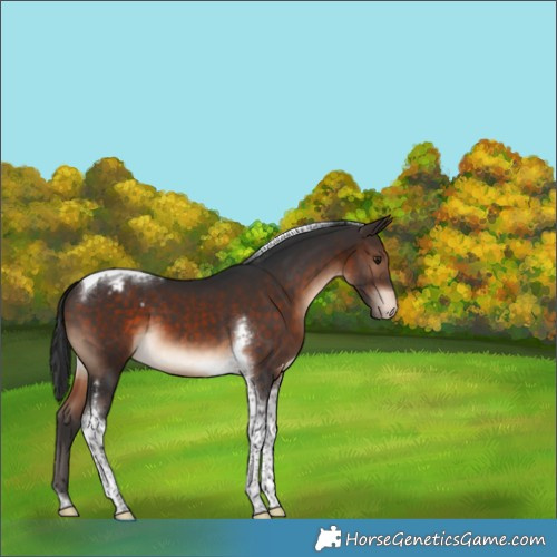 Horse Color:Brown Tobiano Varnish 