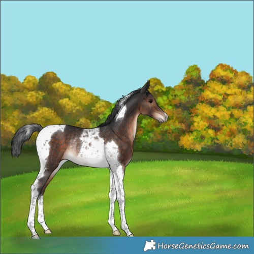 Horse Color:Brown Tobiano Rabicano