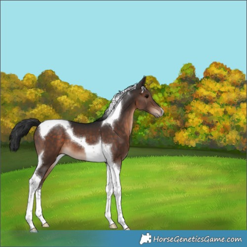 Horse Color:Bay Tobiano 