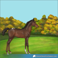 Horse Color:Liver Chestnut Tobiano
