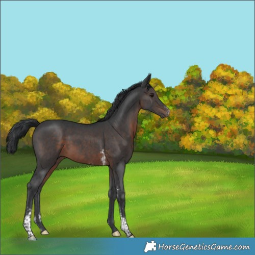 Horse Color:Brown Mushroom Sabino 
