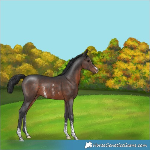Horse Color:Brown Sabino