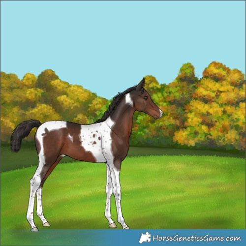 Horse Color:Liver Chestnut Tobiano 