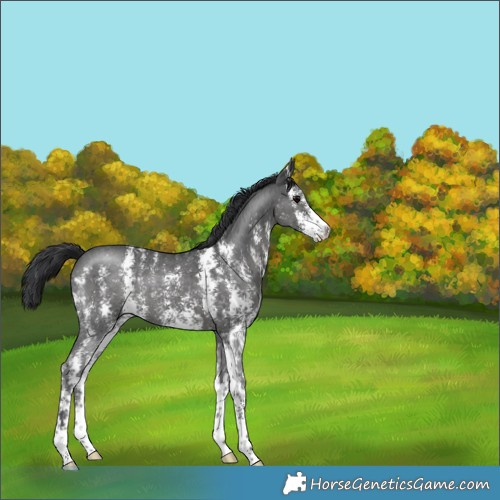 Horse Color:Black Sabino 