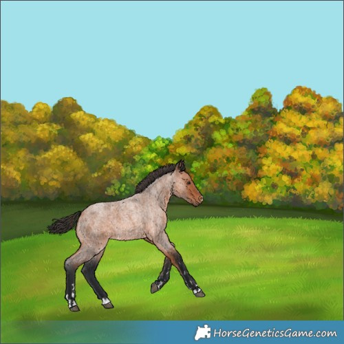 Horse Color:Bay Roan 