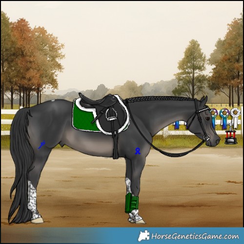 Horse Color:Black Tobiano 
