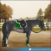 Horse Color:Black Tobiano 