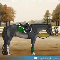 Horse Color:Black Tobiano 