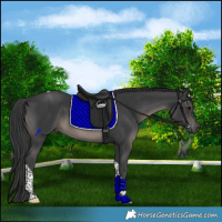 Horse Color:Black Tobiano 