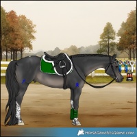 Horse Color:Black Tobiano
