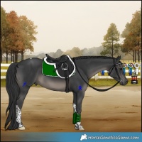 Horse Color:Black Tobiano 