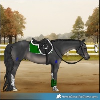 Horse Color:Black Tobiano 