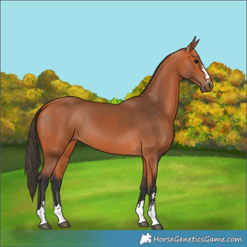 Horse Color:Bay 
