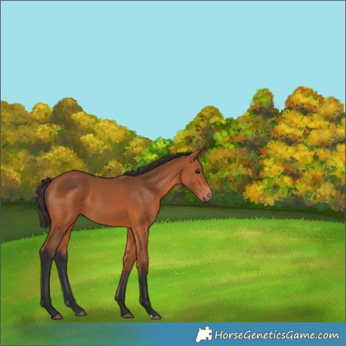 Horse Color:Bay 