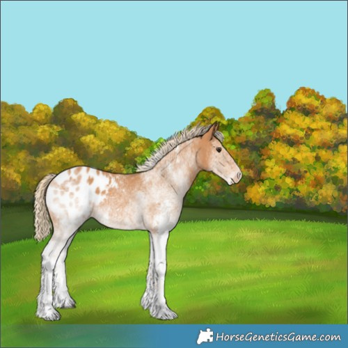 Horse Color:White Spotted Chestnut Blanket