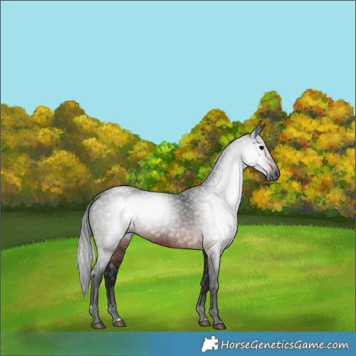 Horse Color:Gray Bay 