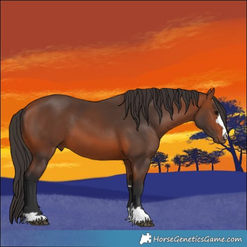 Horse Color:Bay 