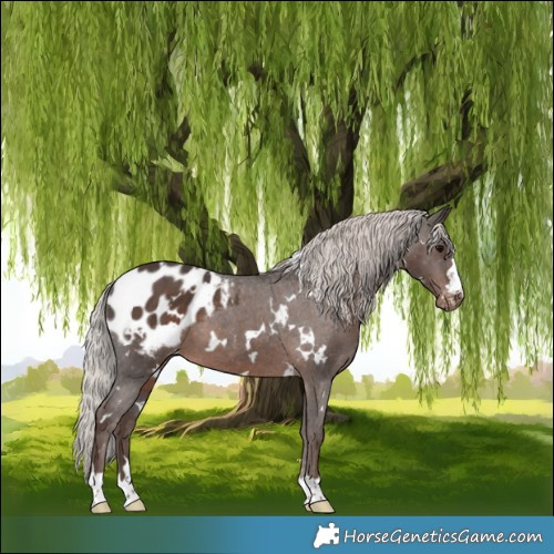 Horse Color:White Spotted Silver Black Appaloosa 