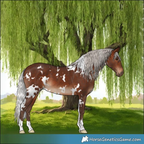Horse Color:White Spotted Silver Brown 