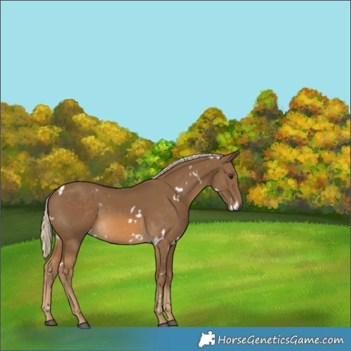 Horse Color:White Spotted Chocolate Palomino Rabicano 