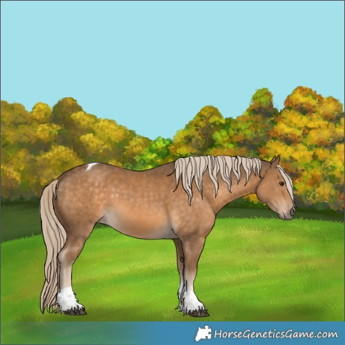 Horse Color:Chocolate Palomino Tobiano 