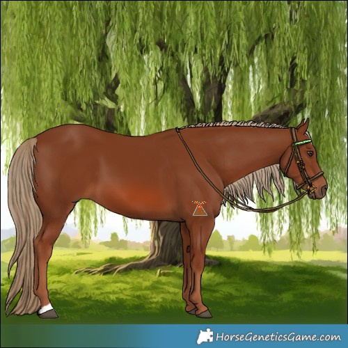 Horse Color:Chestnut 