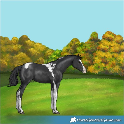 Horse Color:Black Splash Tobiano