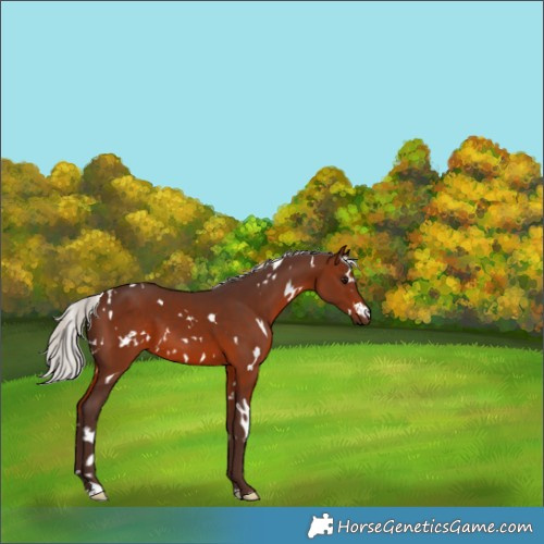 Horse Color:White Spotted Silver Brown