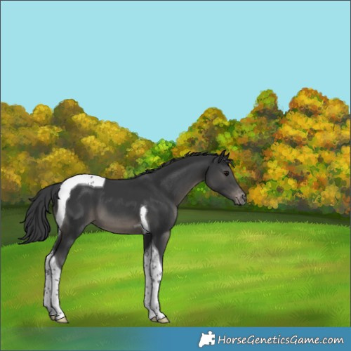 Horse Color:Black Tobiano Appaloosa