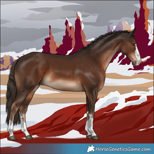Horse Color:Liver Chestnut 