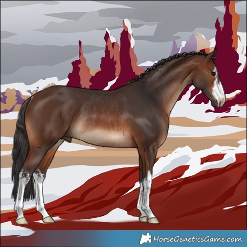 Horse Color:White Spotted Brown Rabicano 