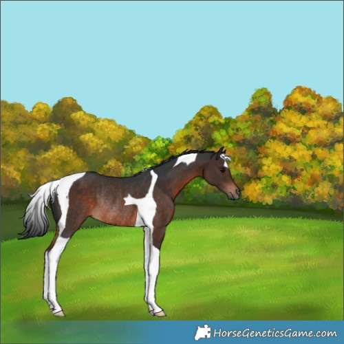 Horse Color:Brown Tobiano Rabicano