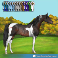 Horse Color:Brown Tobiano Rabicano 