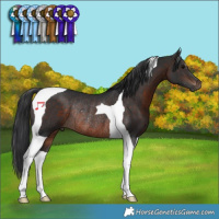 Horse Color:Brown Tobiano Rabicano 