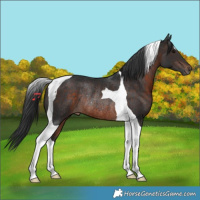 Horse Color:Brown Tobiano Rabicano