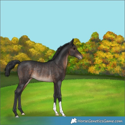 Horse Color:Brown Appaloosa Rabicano 