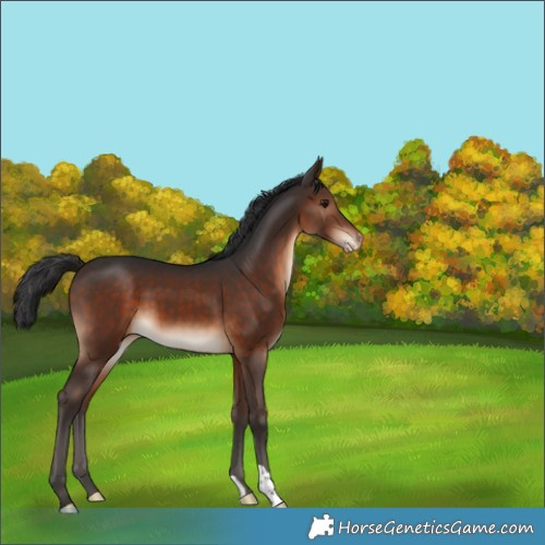Horse Color:Brown Appaloosa 