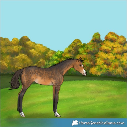 Horse Color:Buckskin Rabicano