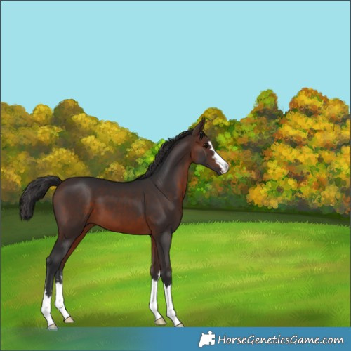 Horse Color:Brown 