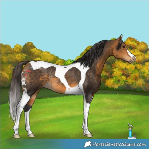 Horse Color:Buckskin Tobiano Rabicano 