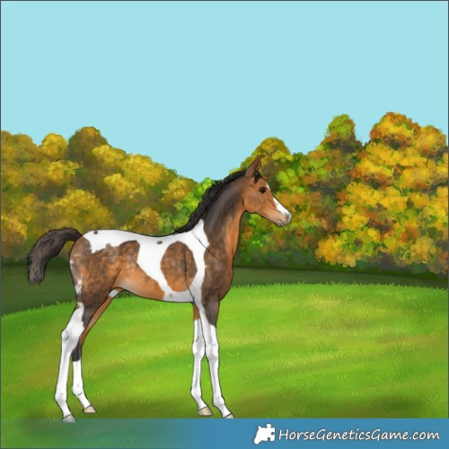 Horse Color:Buckskin Tobiano Rabicano 