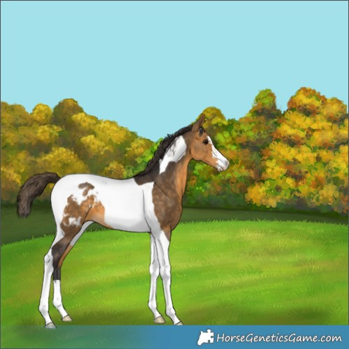 Horse Color:Buckskin Tobiano Blanket 