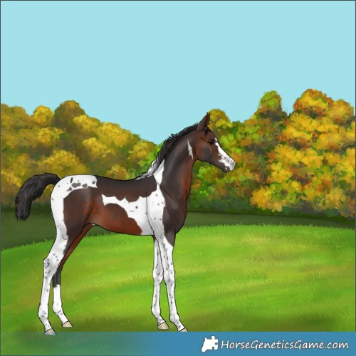 Horse Color:Brown Tobiano 