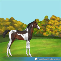 Horse Color:Brown Tobiano