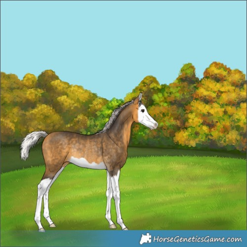 Horse Color:Silver Buckskin Splash Rabicano 